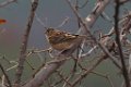 Grasshopper Sparrow 2013-12-14_1